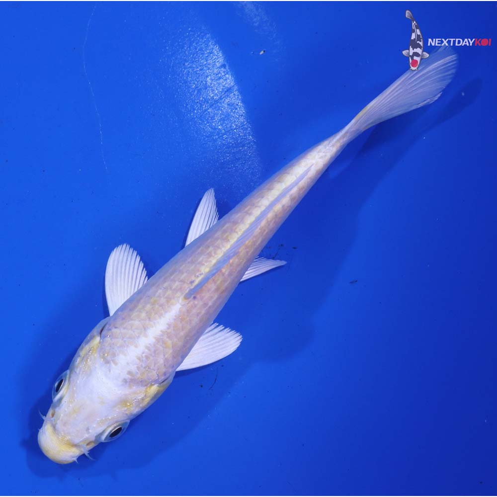 5” Imported Lemon Hariwake