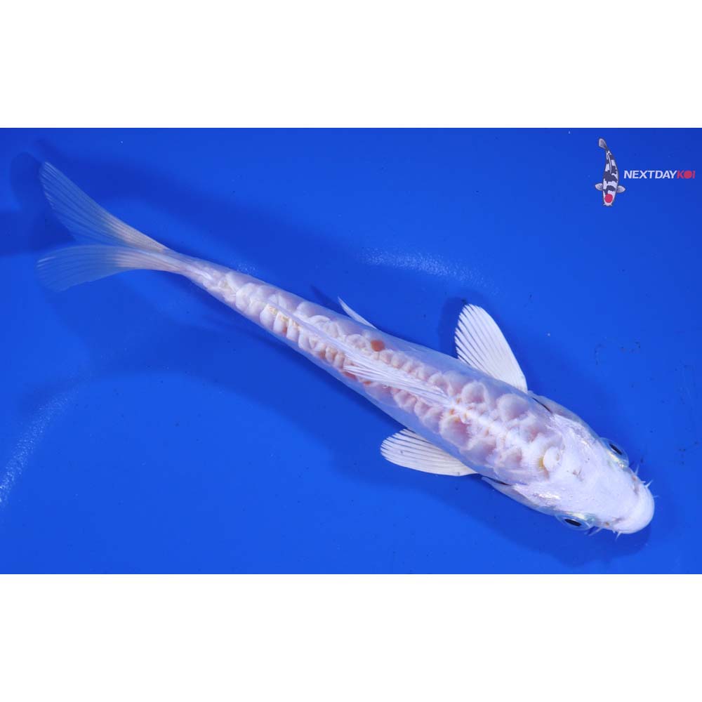 5.5” Imported Kikusui