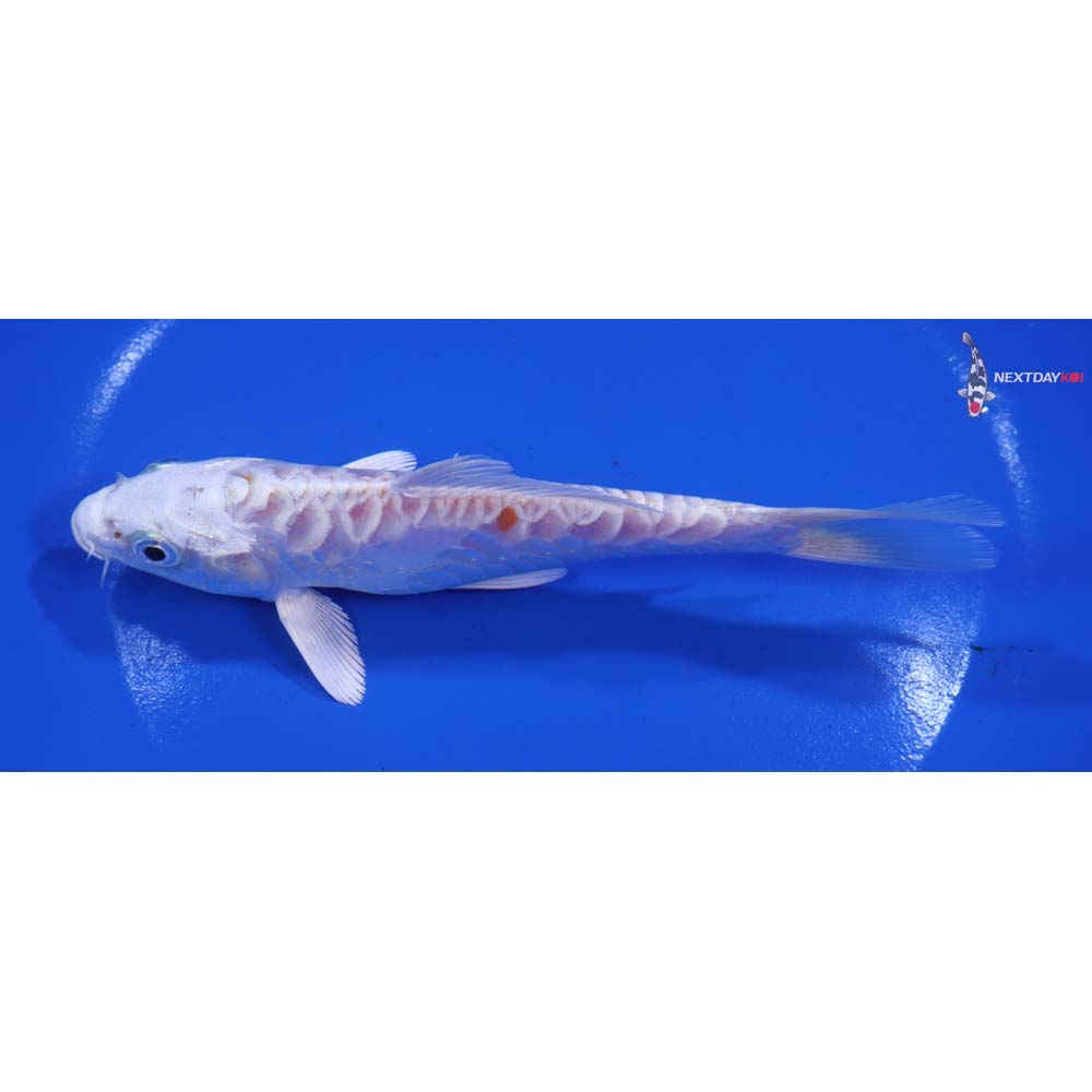 5.5” Imported Kikusui