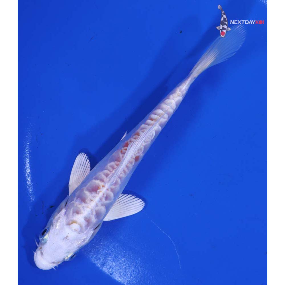 5.5” Imported Kikusui