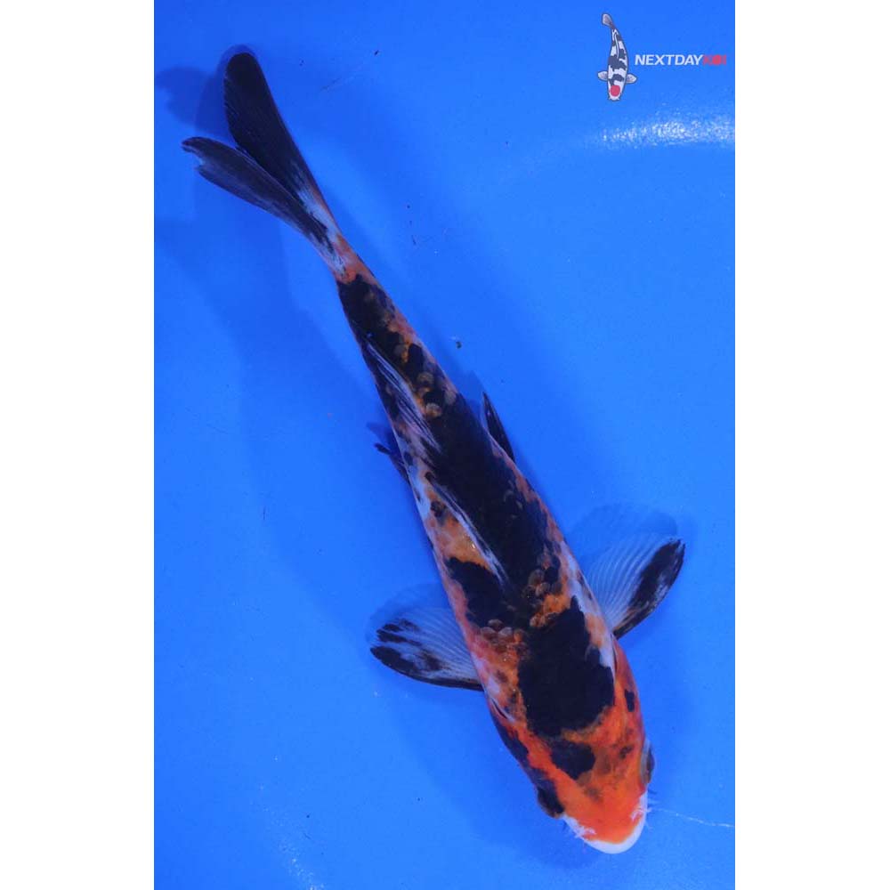 5.5” Imported Sanke