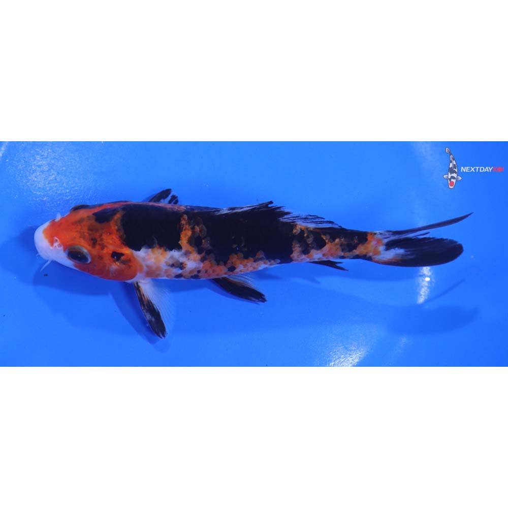 5.5” Imported Sanke