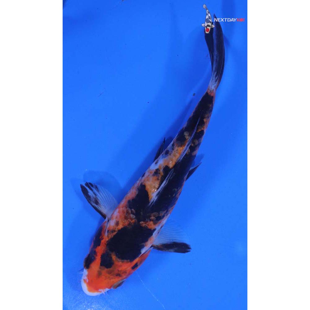 5.5” Imported Sanke