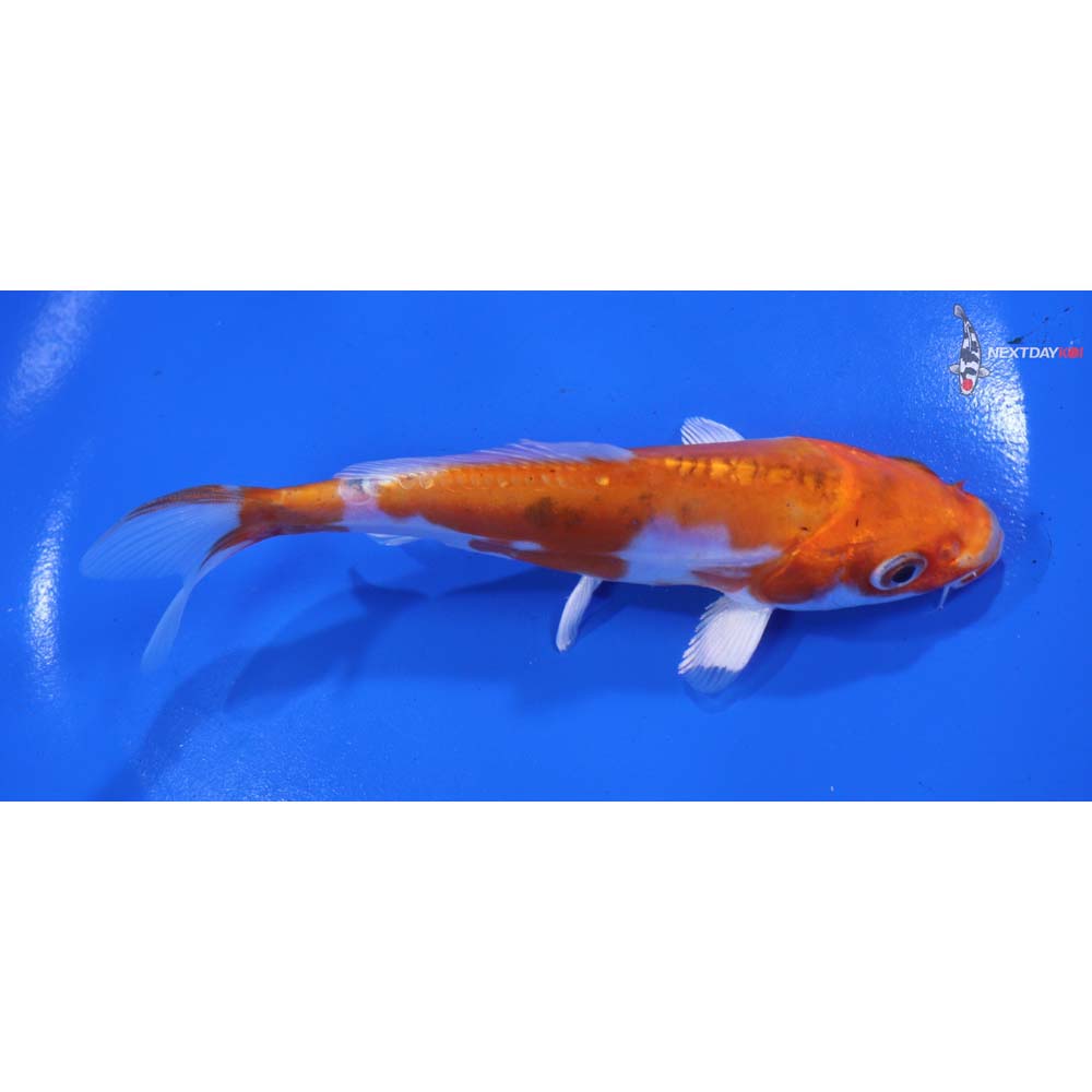 5.5” Imported Heisei Nishiki