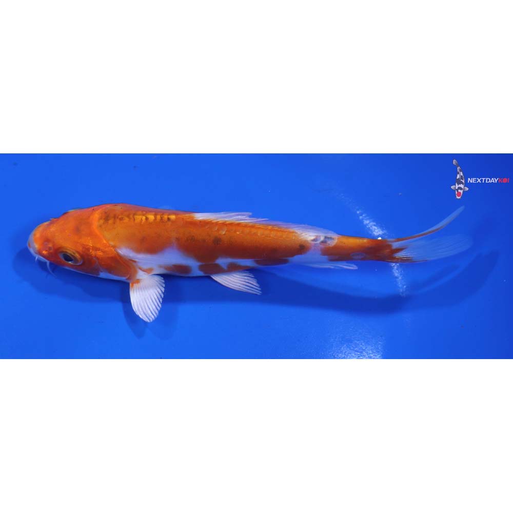 5.5” Imported Heisei Nishiki