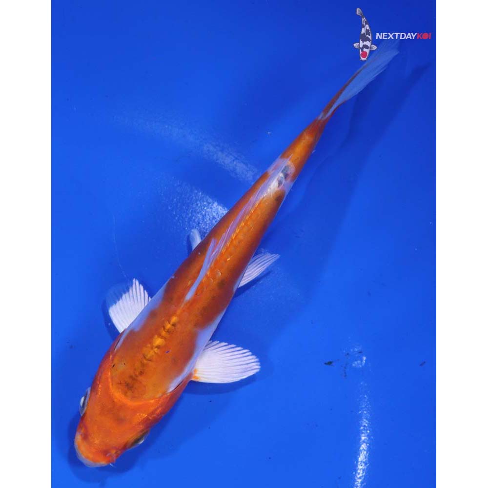 5.5” Imported Heisei Nishiki