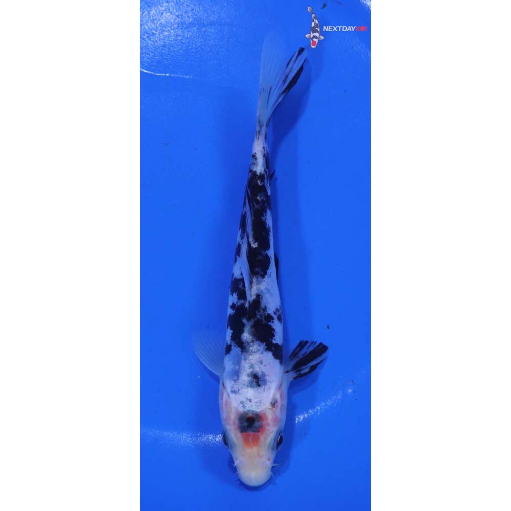 5.5” Imported Doitsu Shiro Bekko