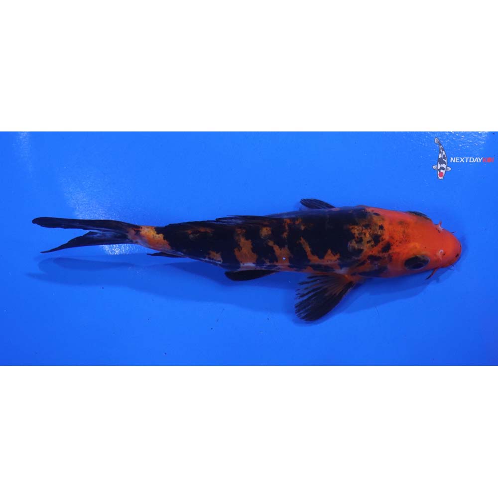 5” Imported Doitsu Sanke