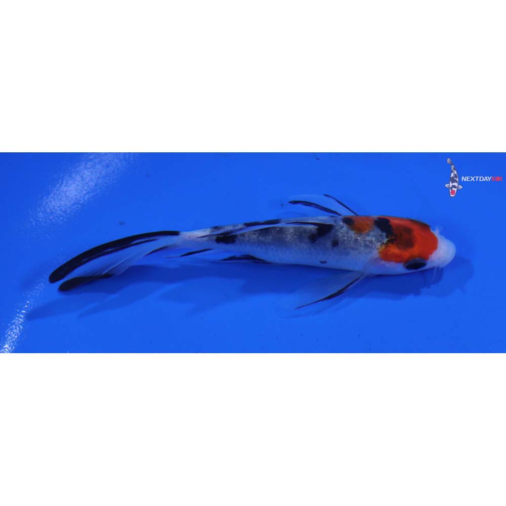 3.5” Imported Sanke Butterfly Koi