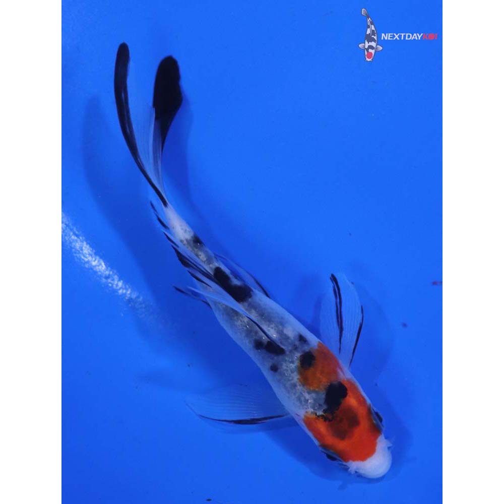 3.5” Imported Sanke Butterfly Koi