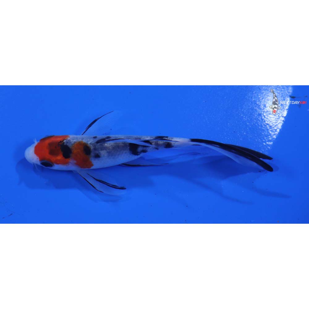 3.5” Imported Sanke Butterfly Koi