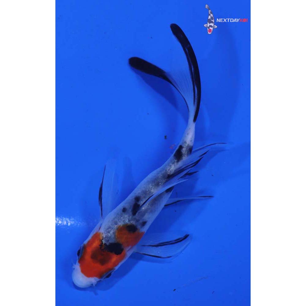3.5” Imported Sanke Butterfly Koi