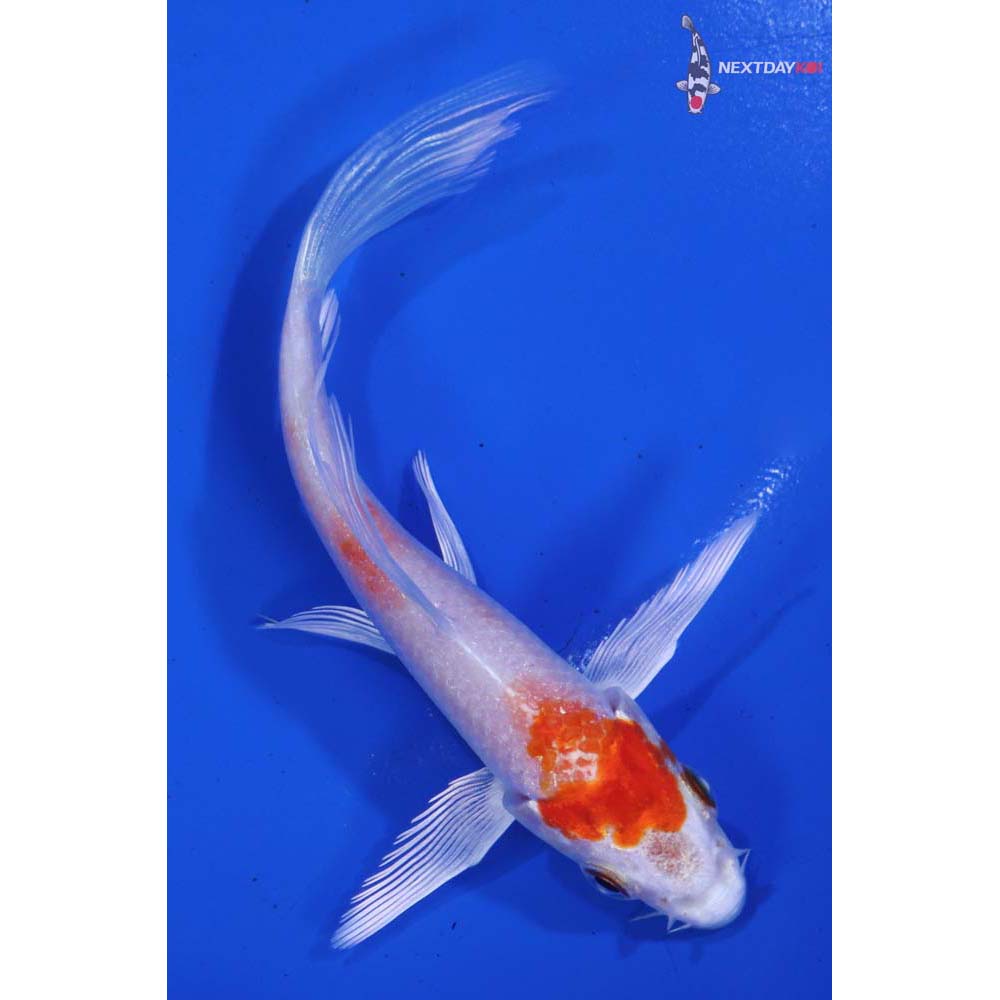 4” Imported Hariwake Butterfly Koi