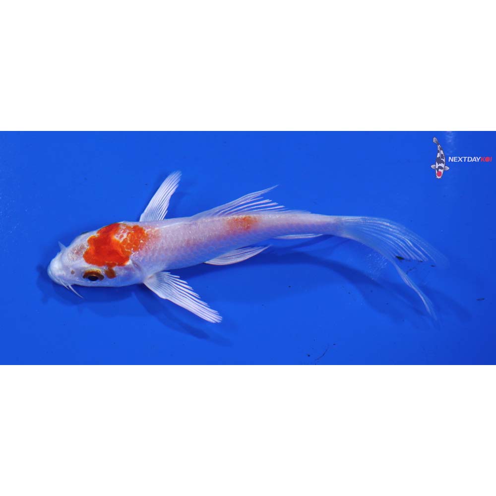 4” Imported Hariwake Butterfly Koi