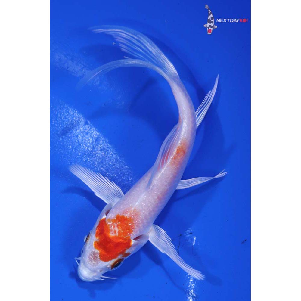 4” Imported Hariwake Butterfly Koi