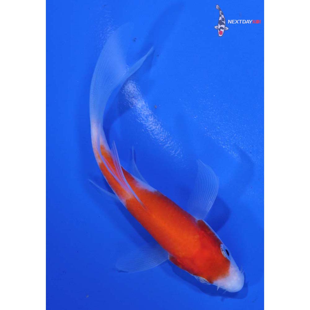 4” Imported Kohaku Butterfly Koi