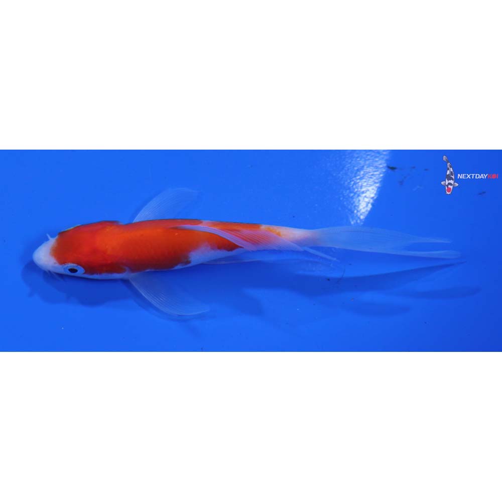 4” Imported Kohaku Butterfly Koi