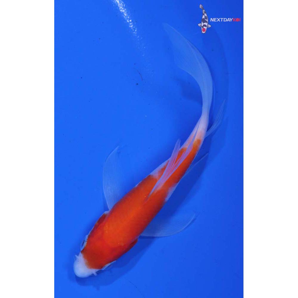 4” Imported Kohaku Butterfly Koi