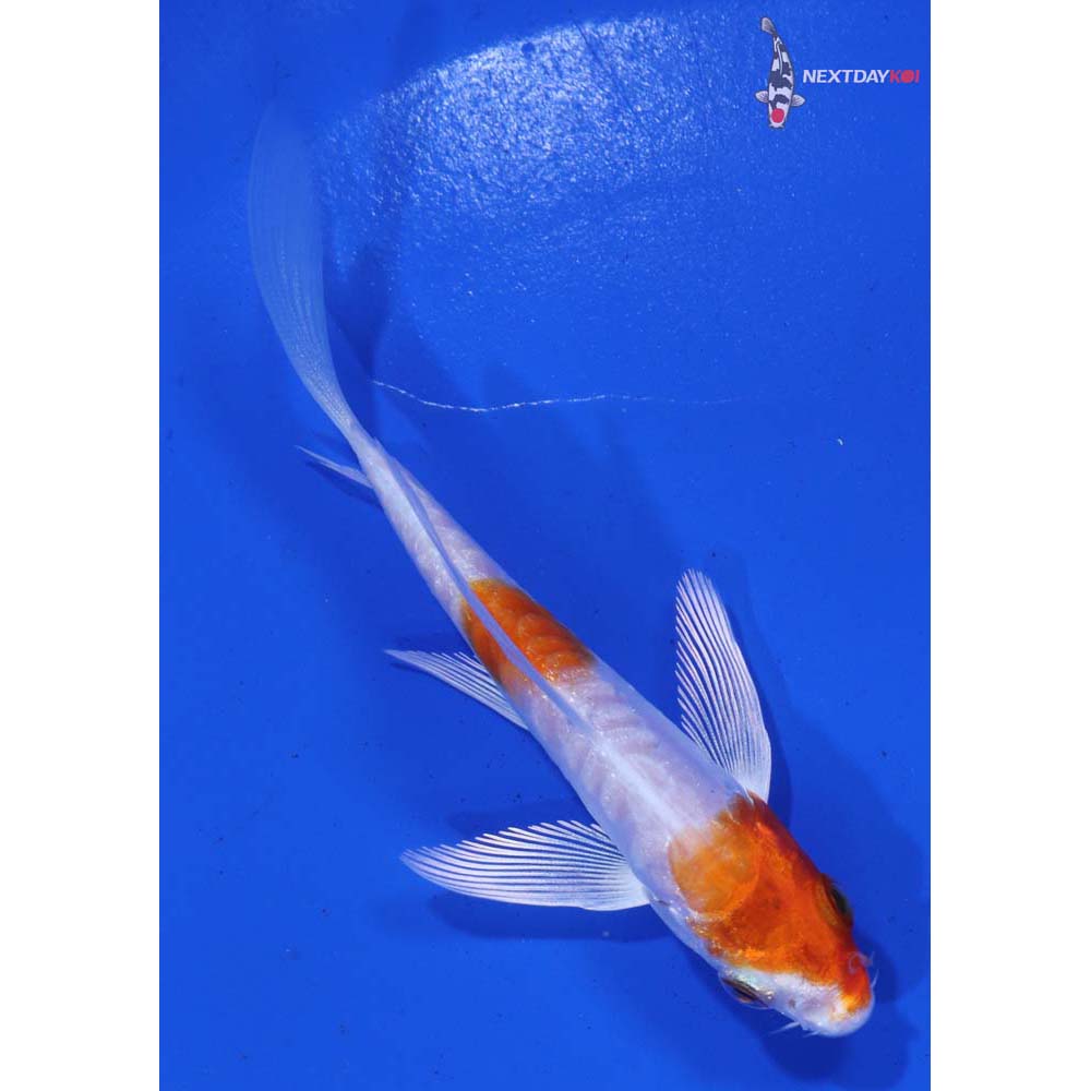 4” Imported Kikusui Butterfly Koi