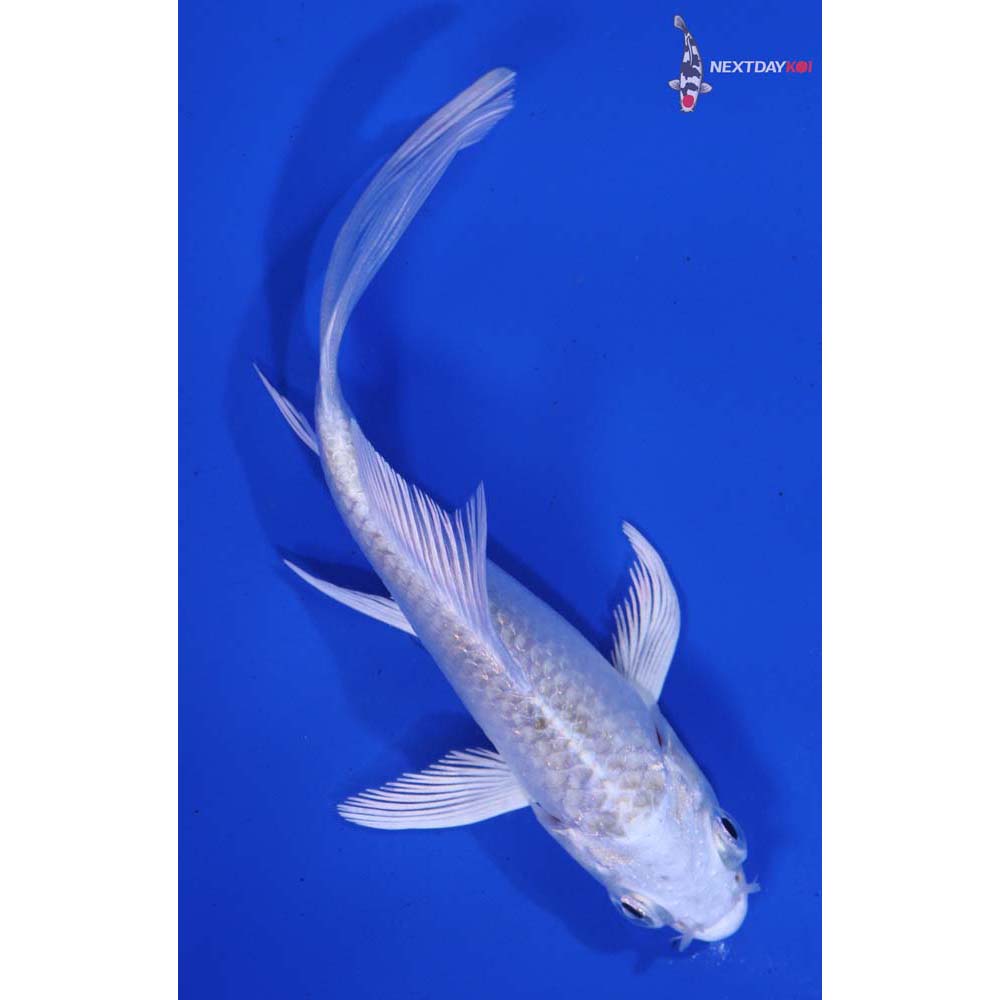 4” Imported Platinum Ogon Butterfly Koi