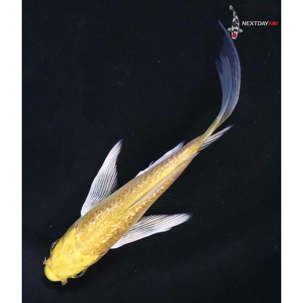 4” Imported Gin Rin Yamabuki Ogon Butterfly Koi