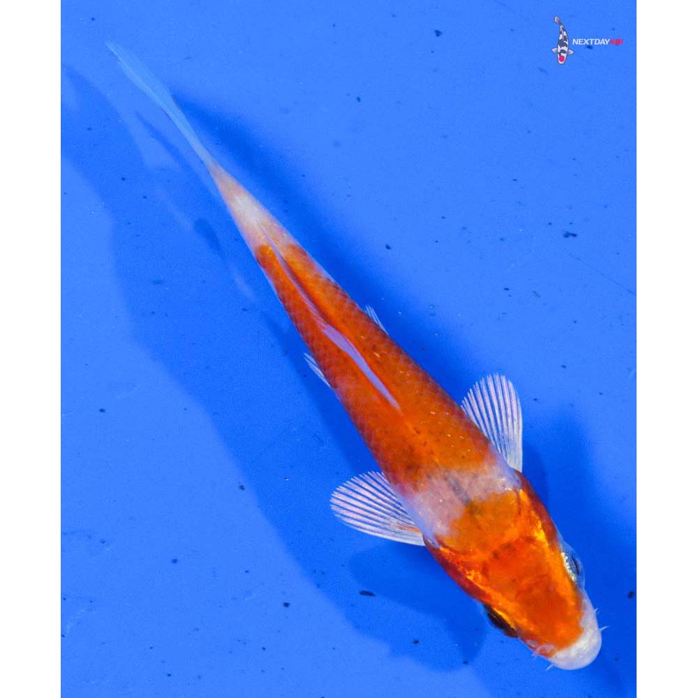 3.5” Imported Hariwake