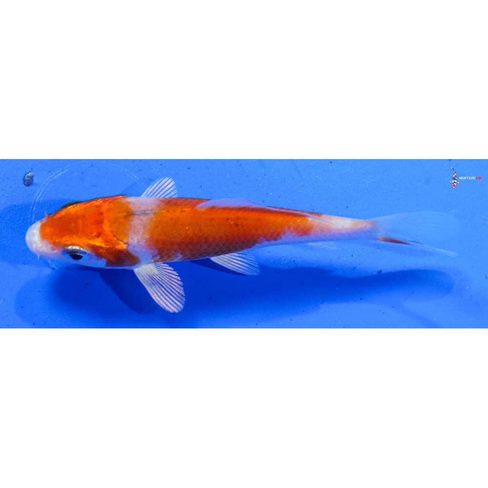 3.5” Imported Hariwake