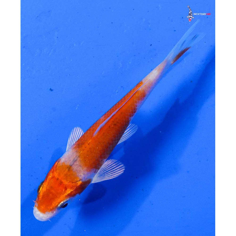 3.5” Imported Hariwake