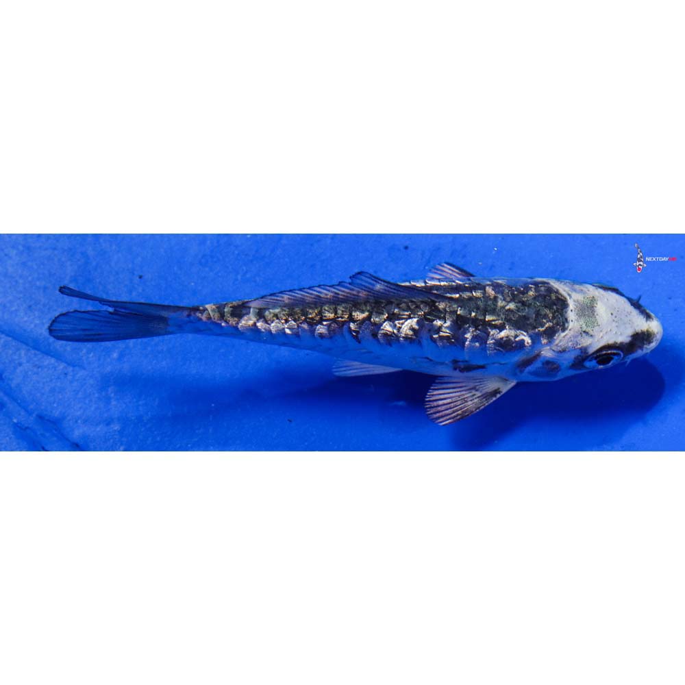 3” Imported Armor Scaled Gin Rin Gin Matsuba