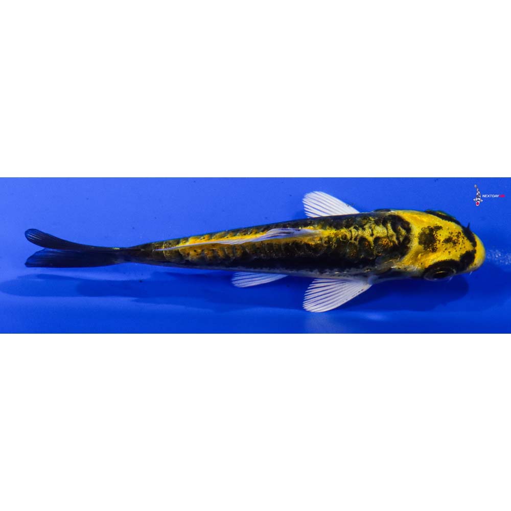 3.5” Imported Kin Kikokuryu