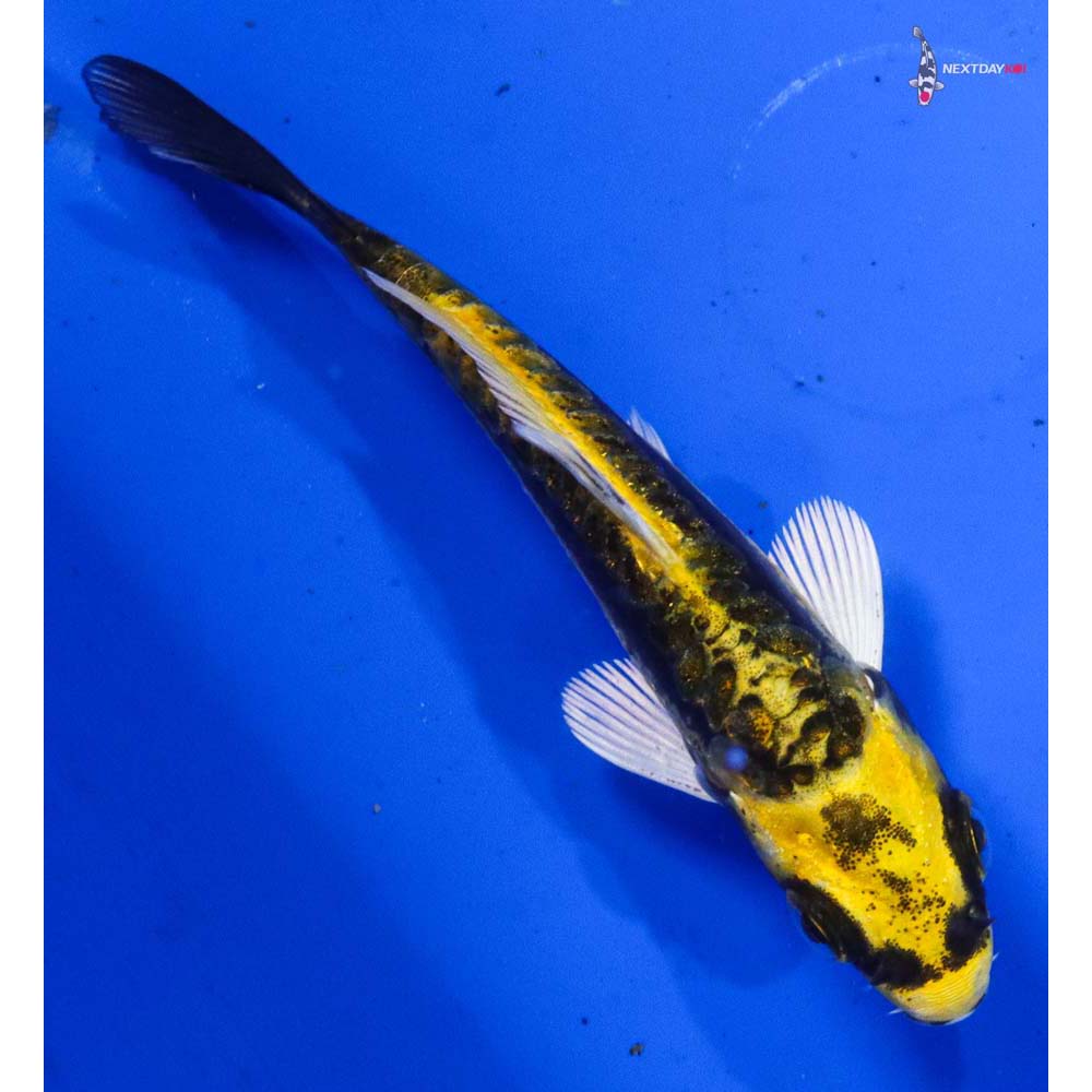 3.5” Imported Kin Kikokuryu