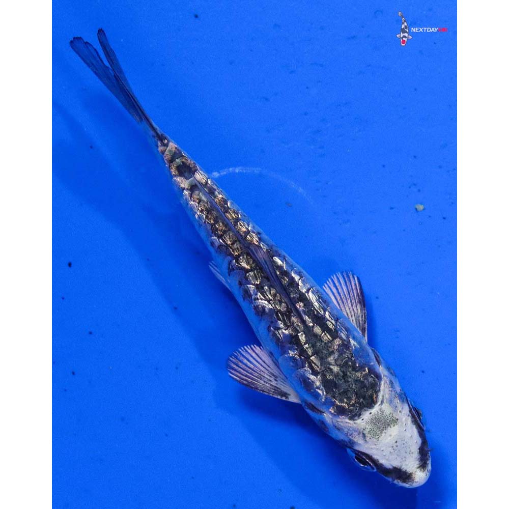 3” Imported Armor Scaled Gin Rin Gin Matsuba