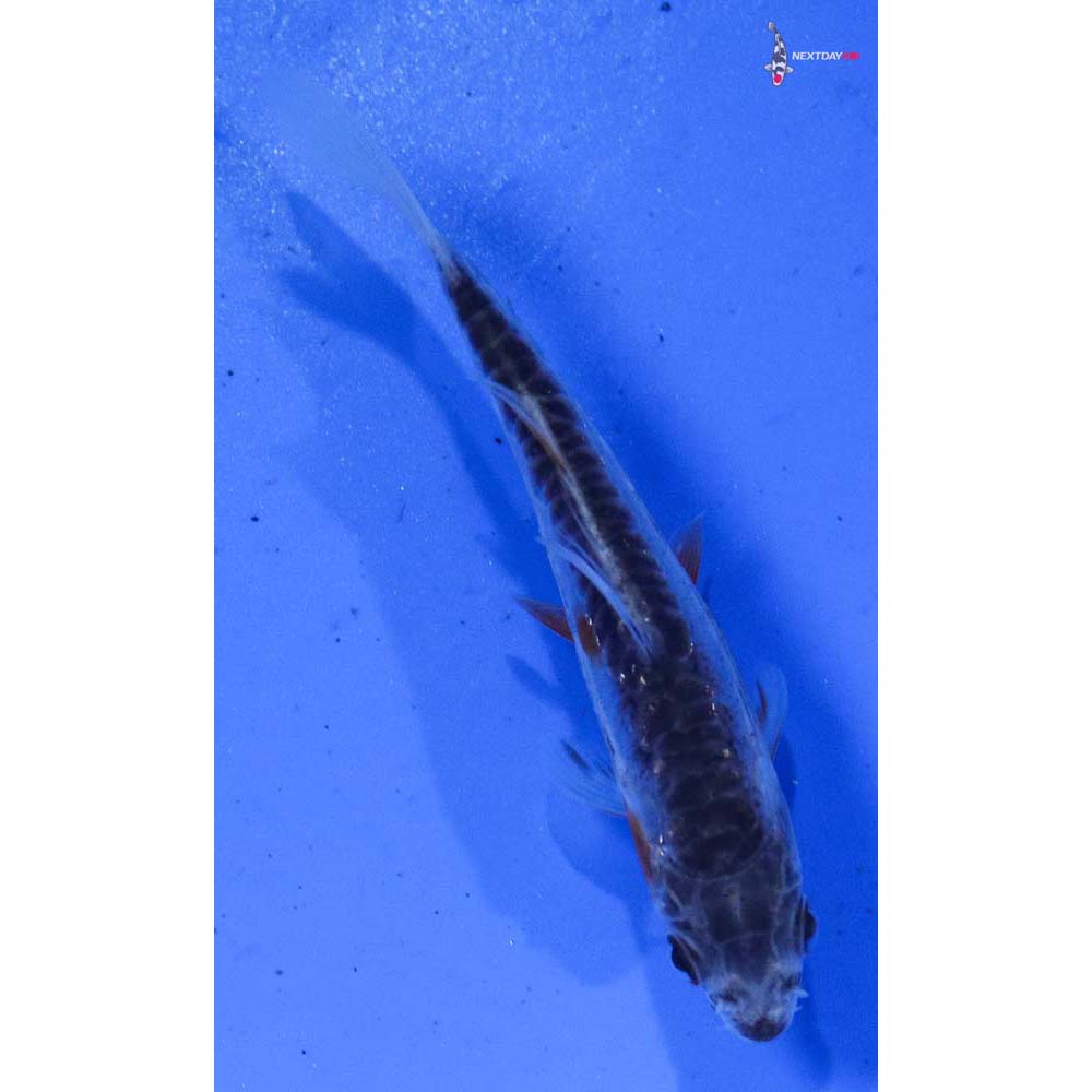 3.5” Imported Shusui