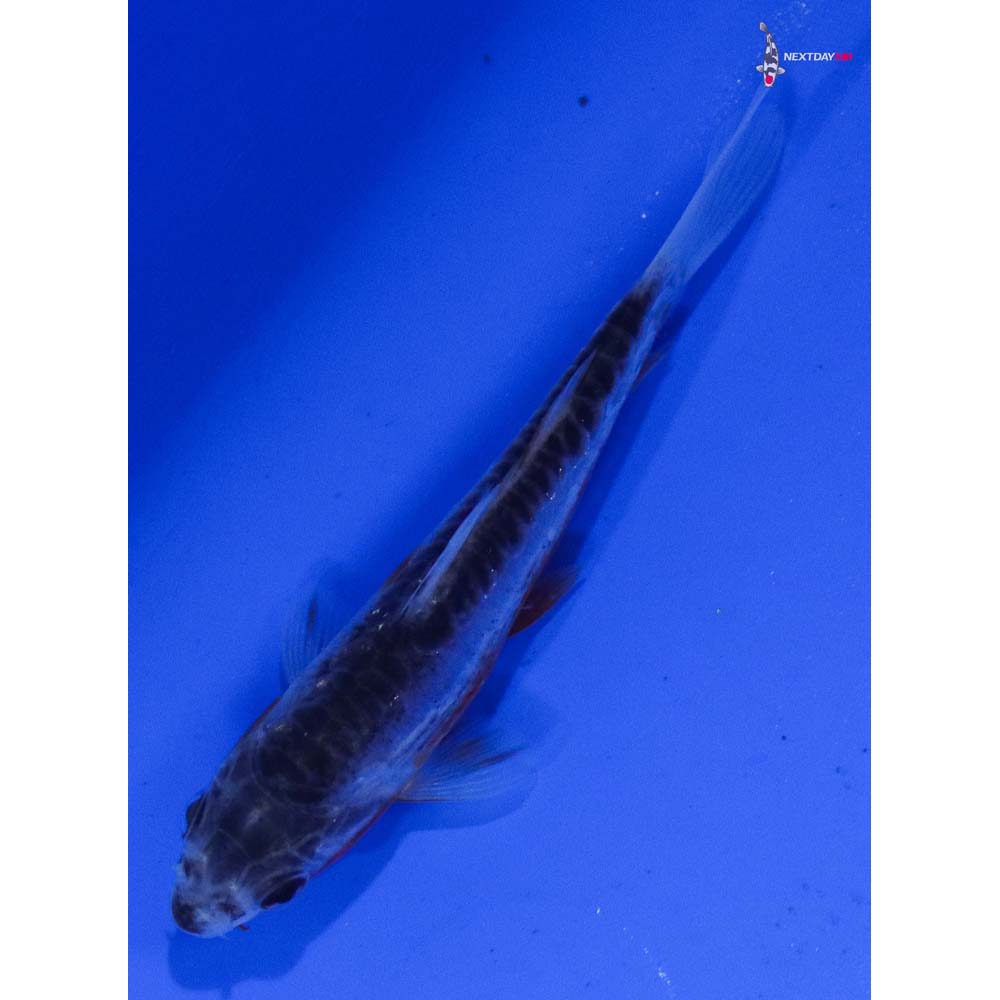 3.5” Imported Shusui