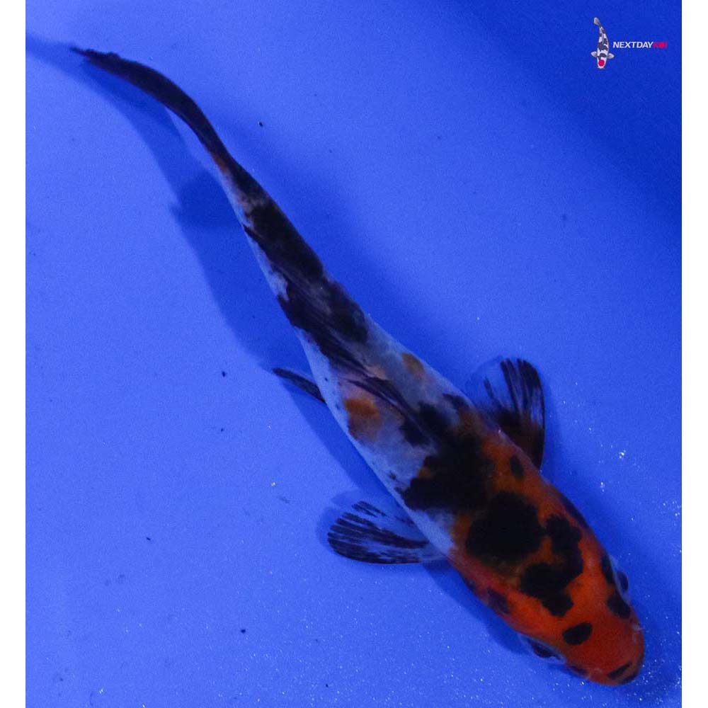 3.5” Imported Sanke