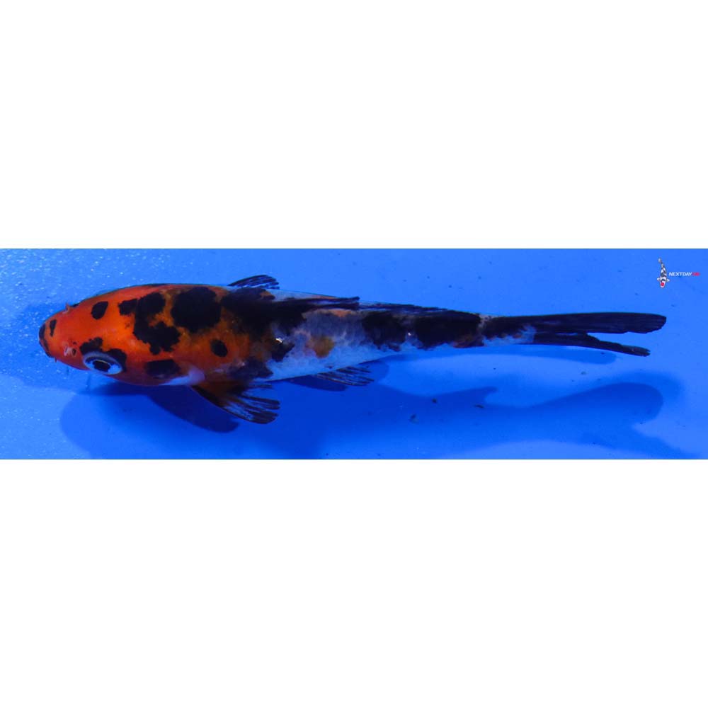 3.5” Imported Sanke