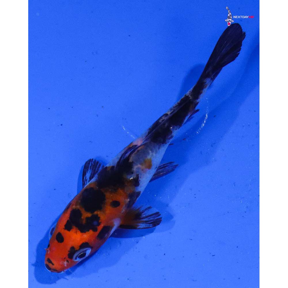 3.5” Imported Sanke