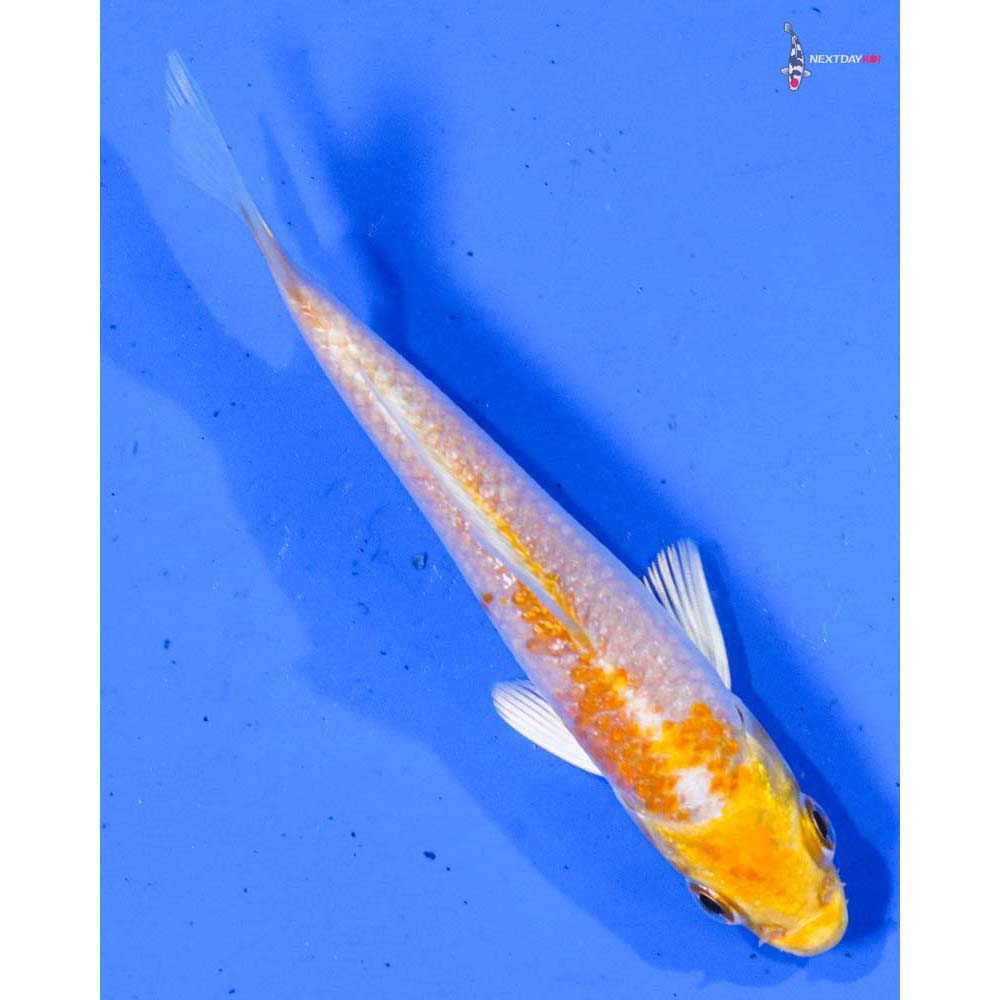 3.5” Imported Lemon Hariwake