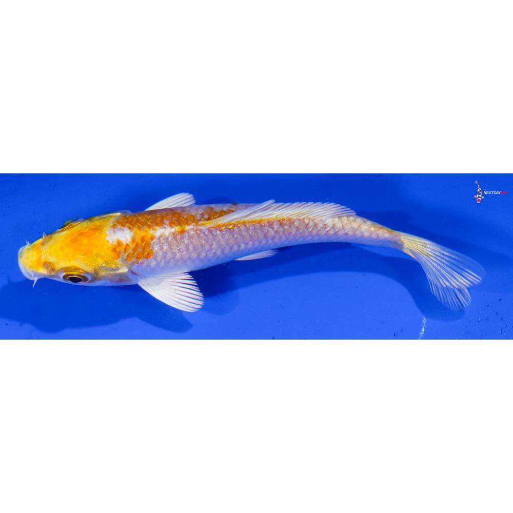 3.5” Imported Lemon Hariwake