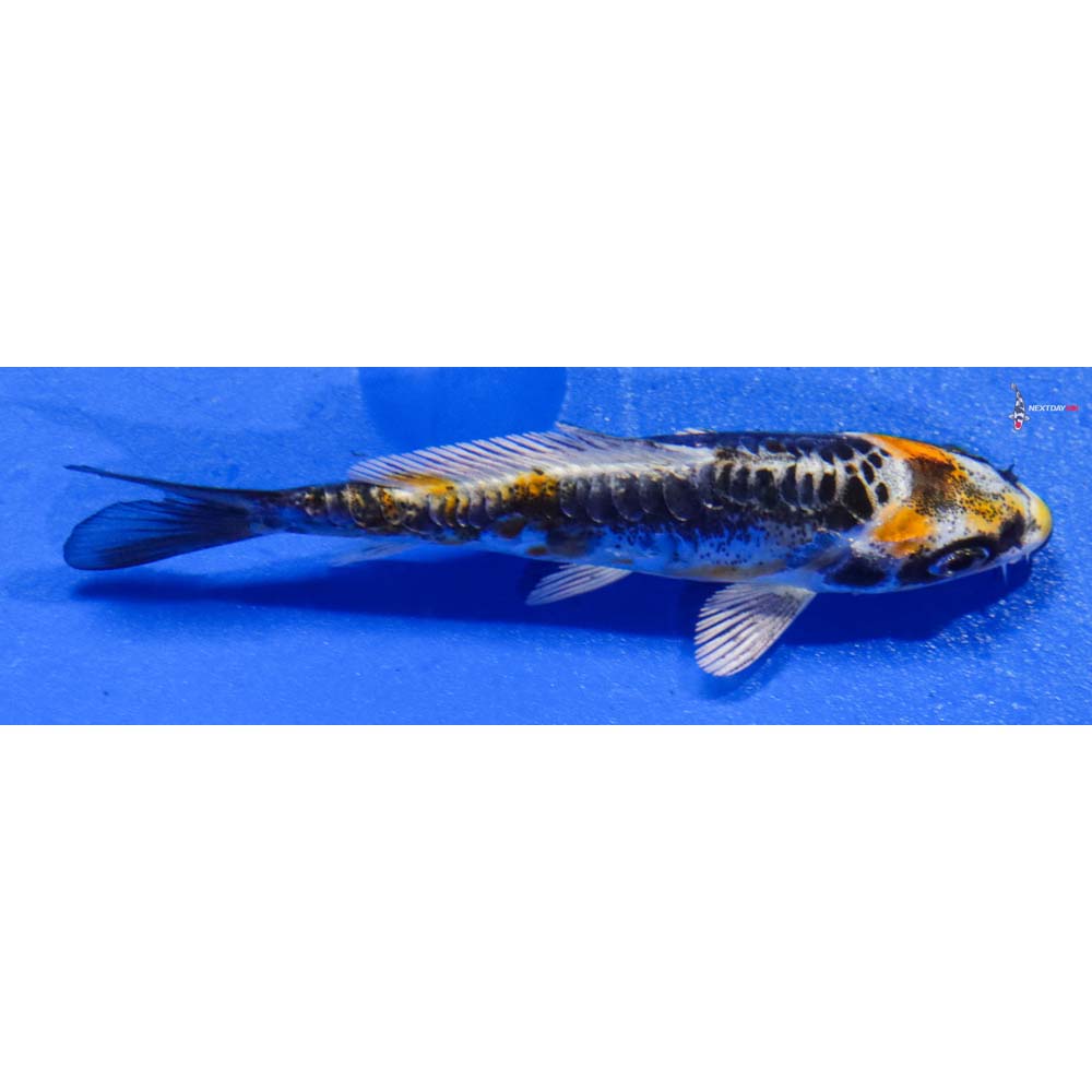 3.5” Imported Kin Kikokuryu