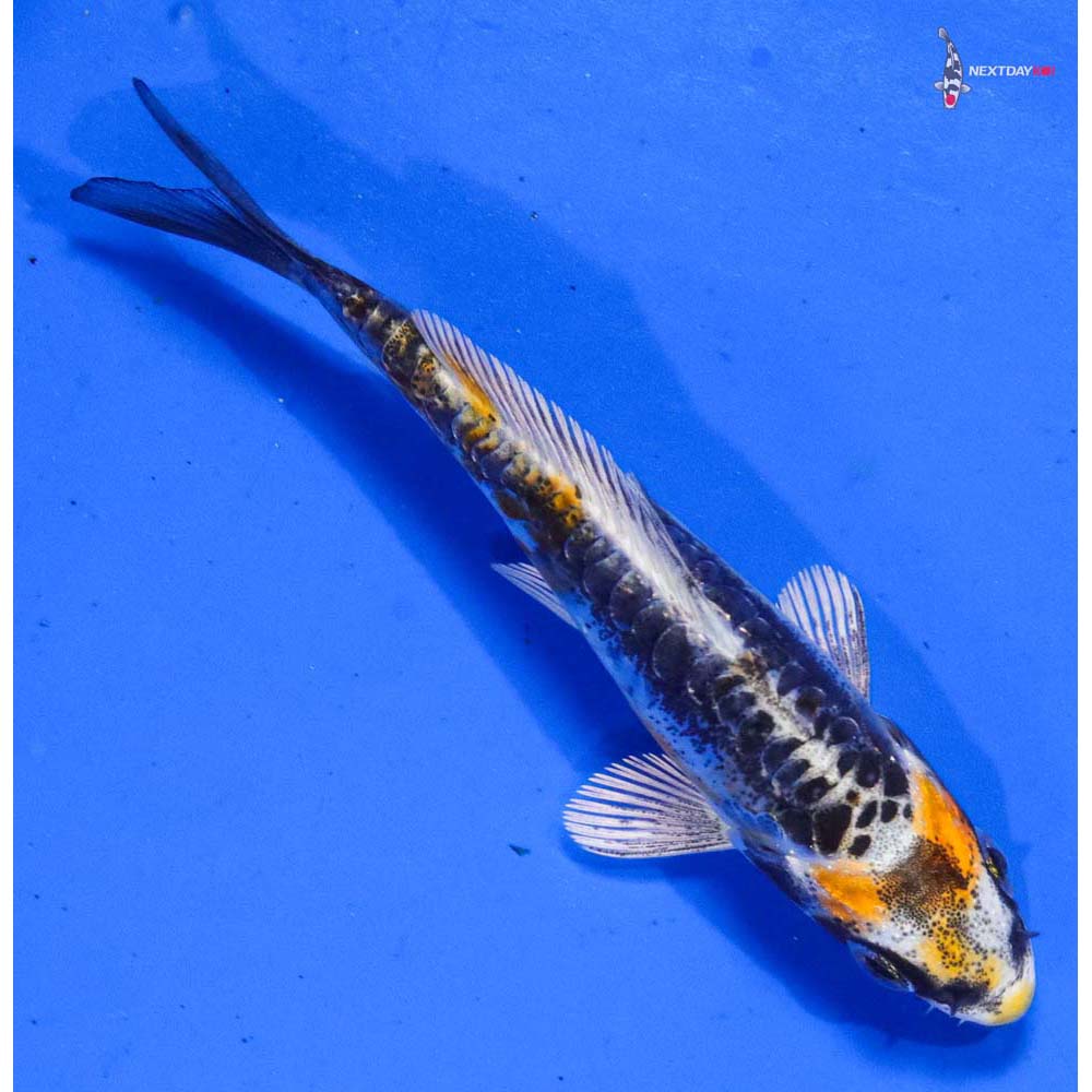 3.5” Imported Kin Kikokuryu