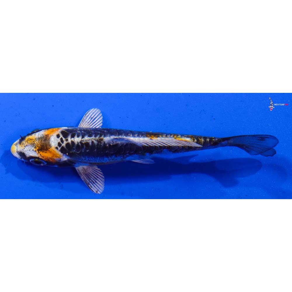 3.5” Imported Kin Kikokuryu