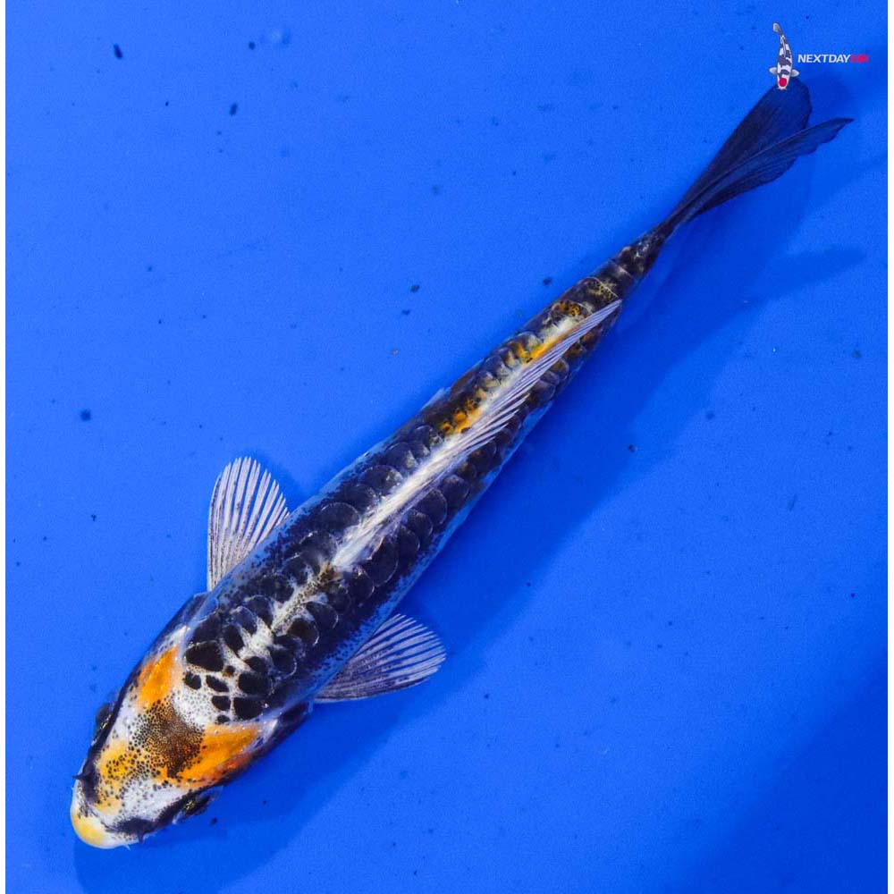 3.5” Imported Kin Kikokuryu