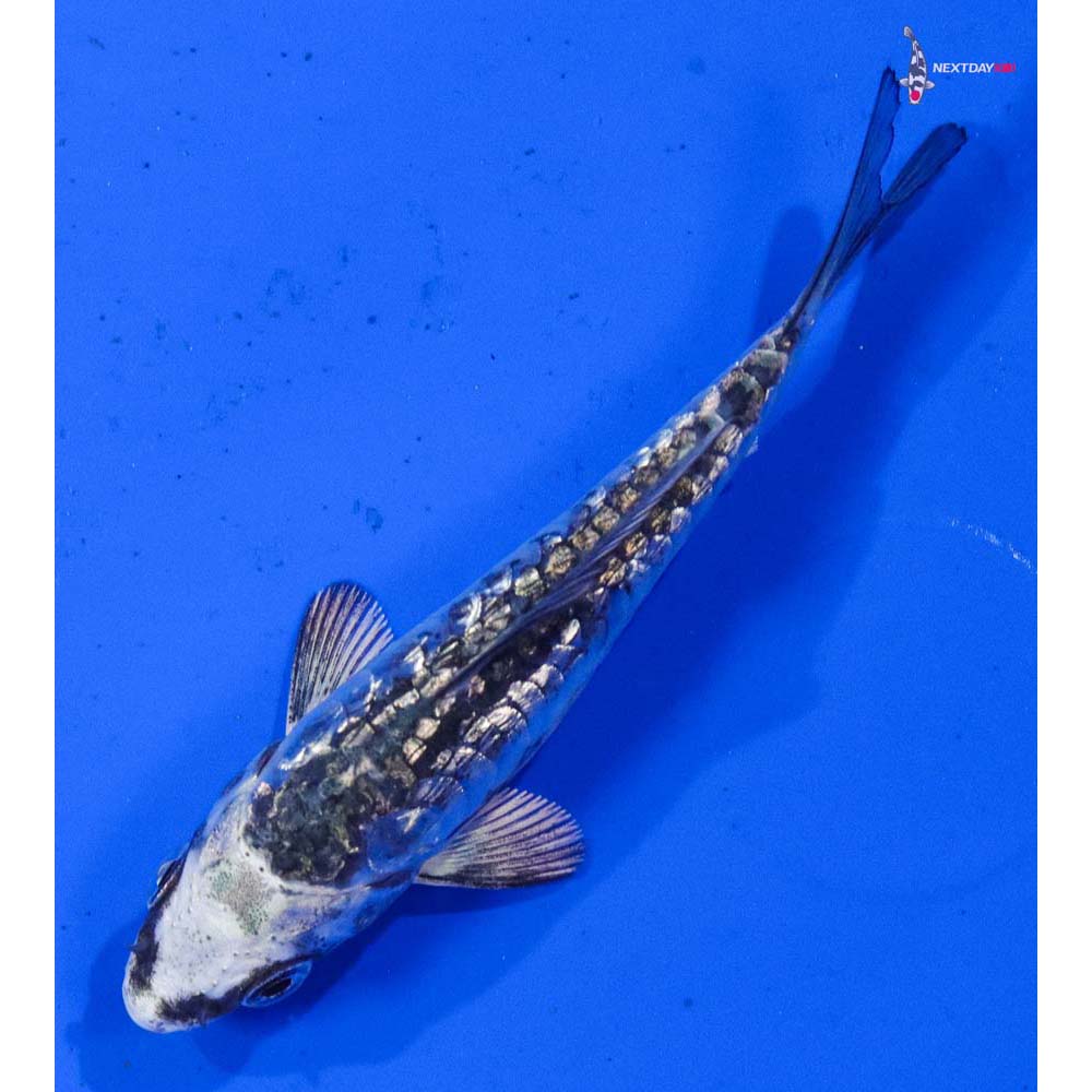 3” Imported Armor Scaled Gin Rin Gin Matsuba