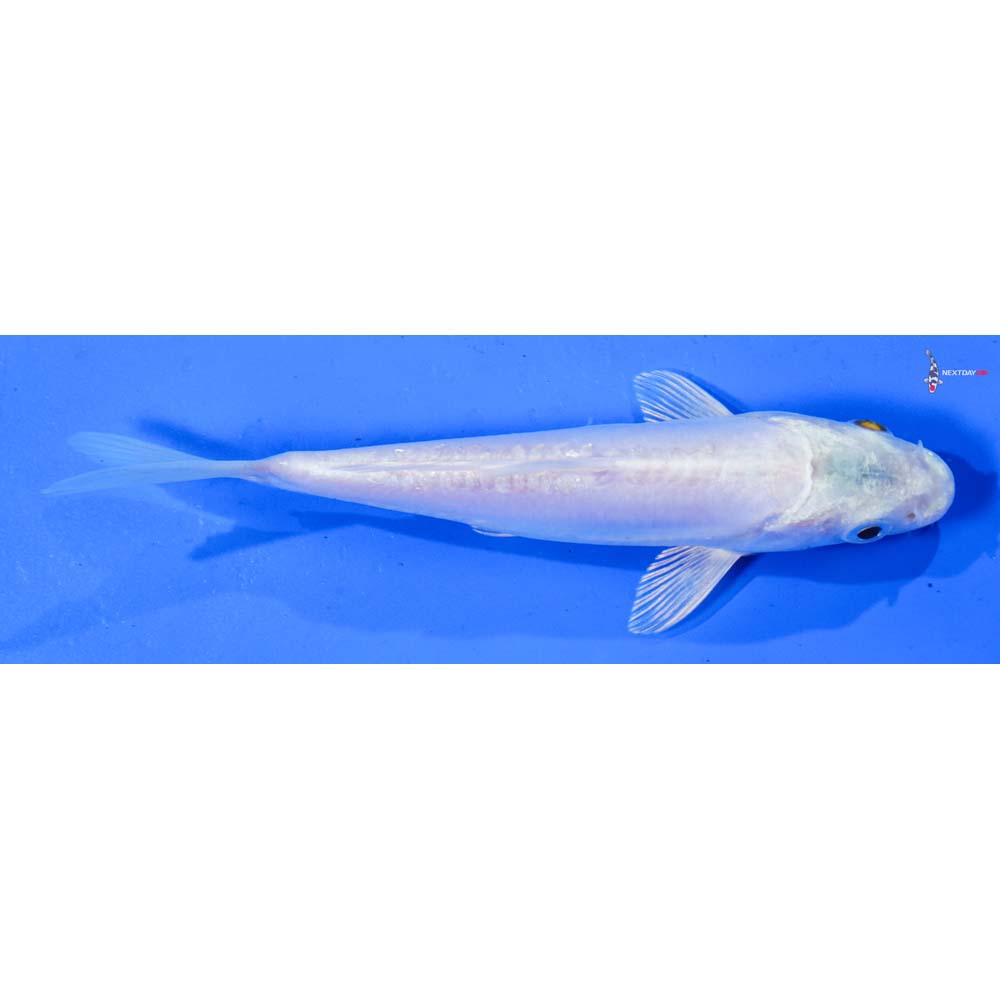 6” Imported Doitsu Platinum Ogon