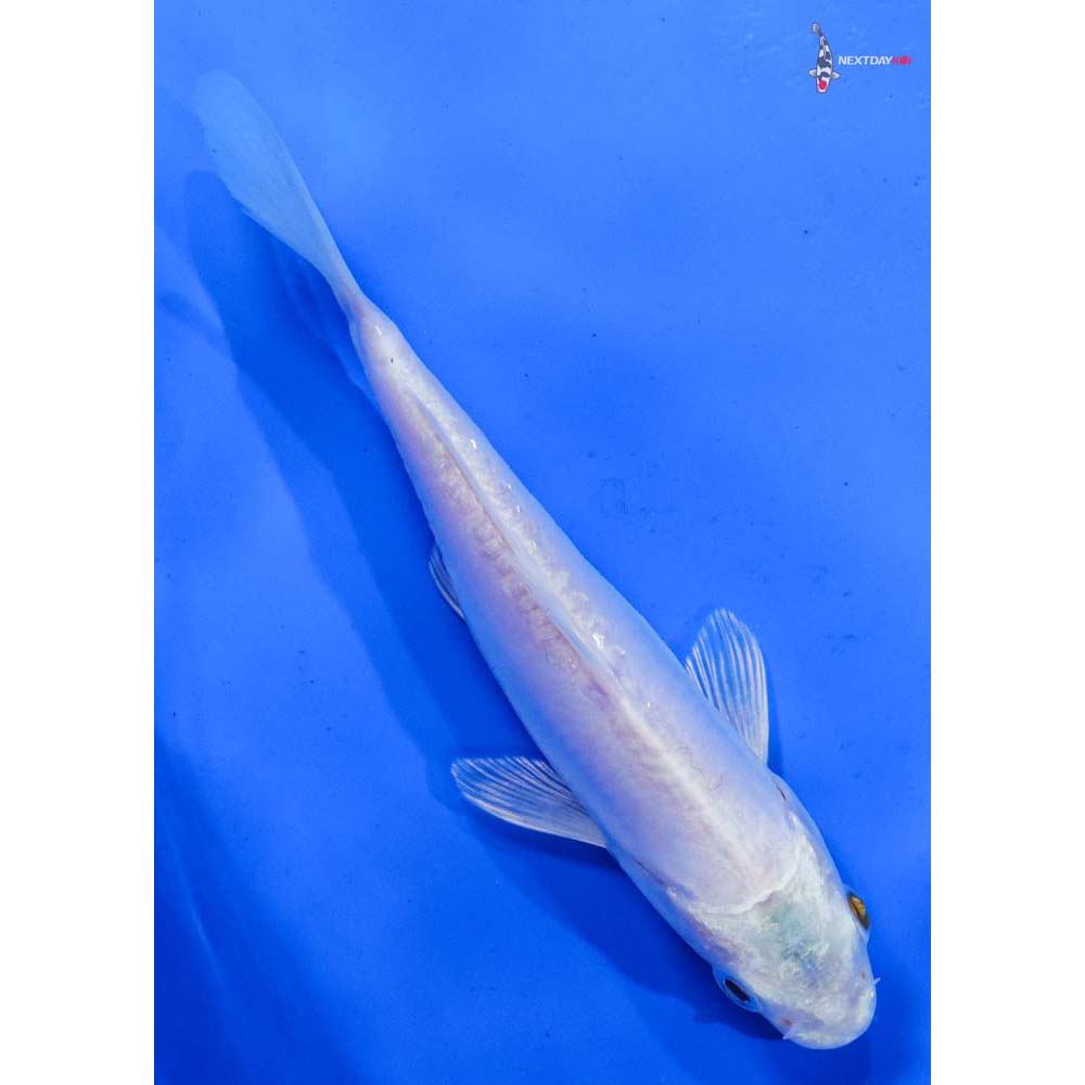 6” Imported Doitsu Platinum Ogon