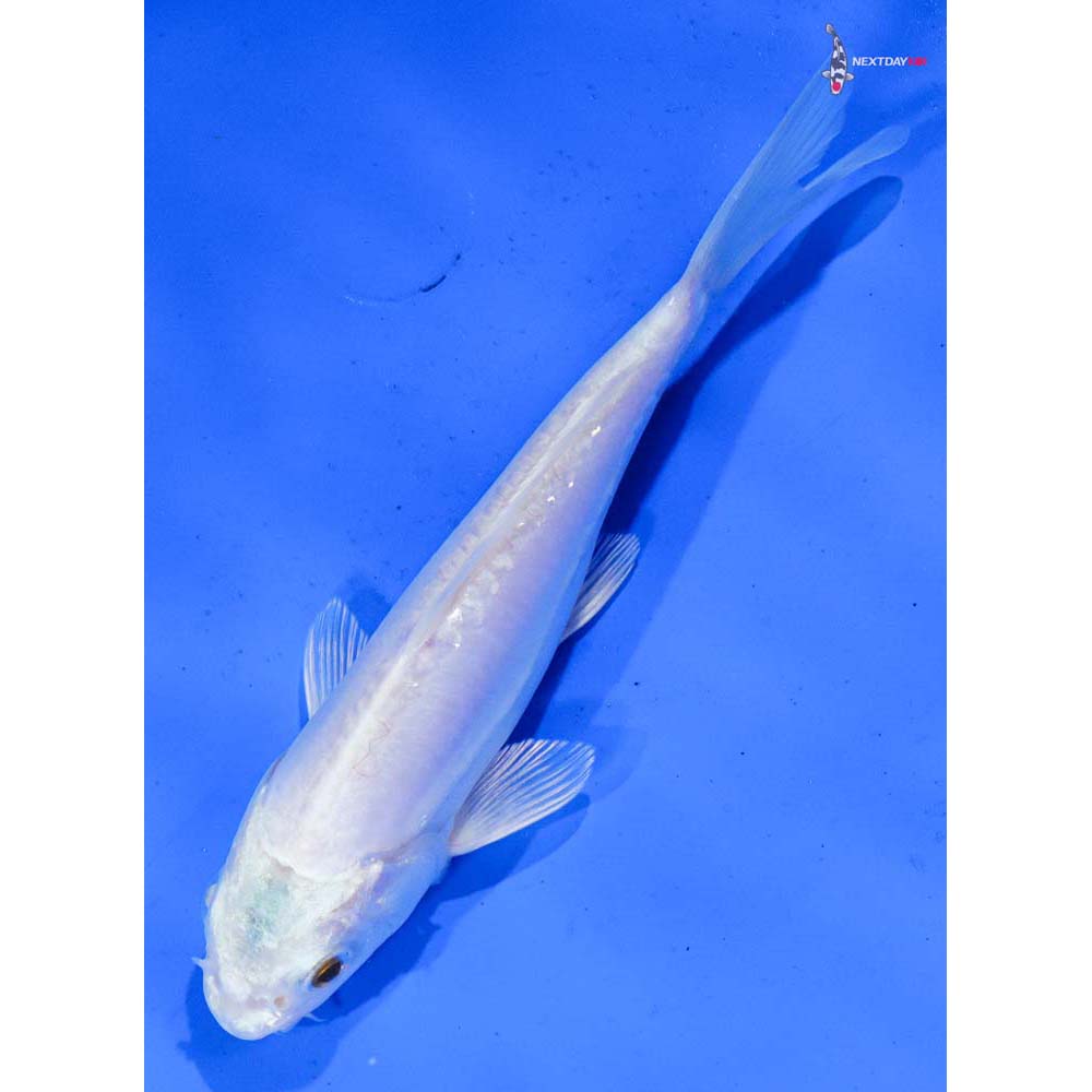 6” Imported Doitsu Platinum Ogon