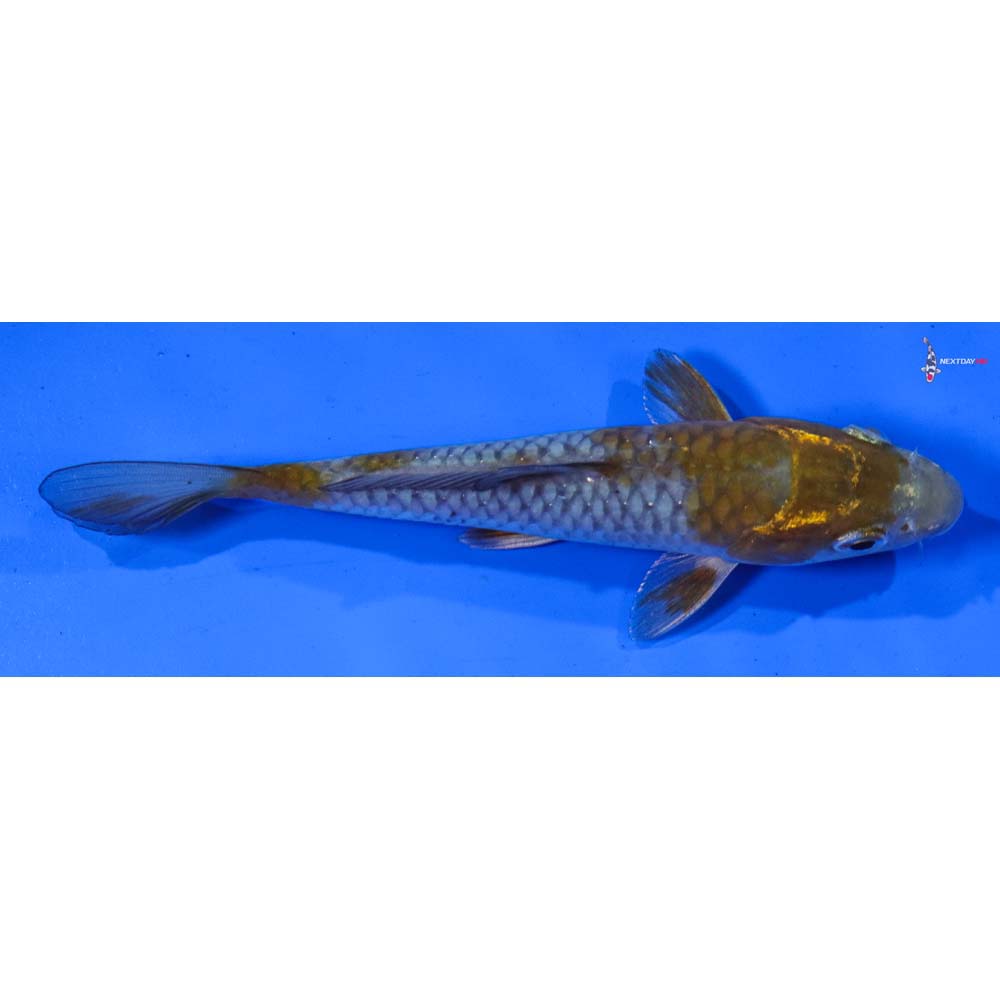 6” Imported Ochiba Shigure