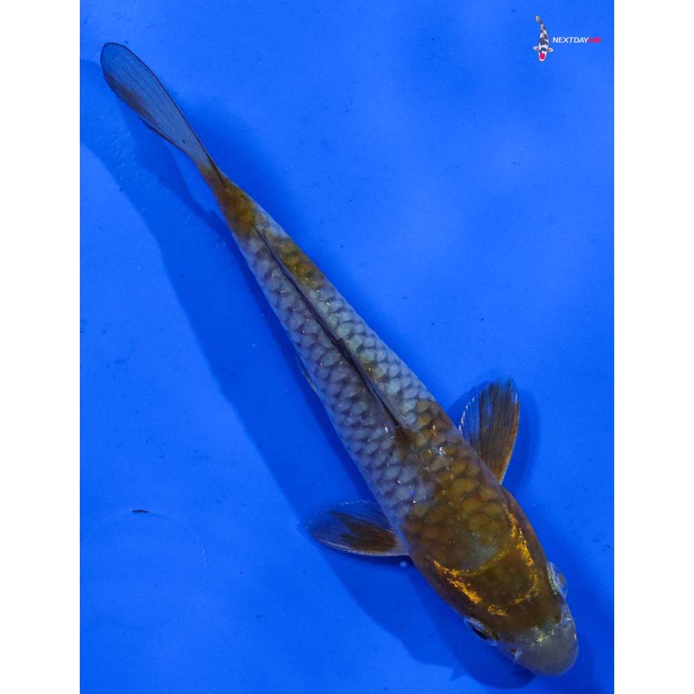 6” Imported Ochiba Shigure