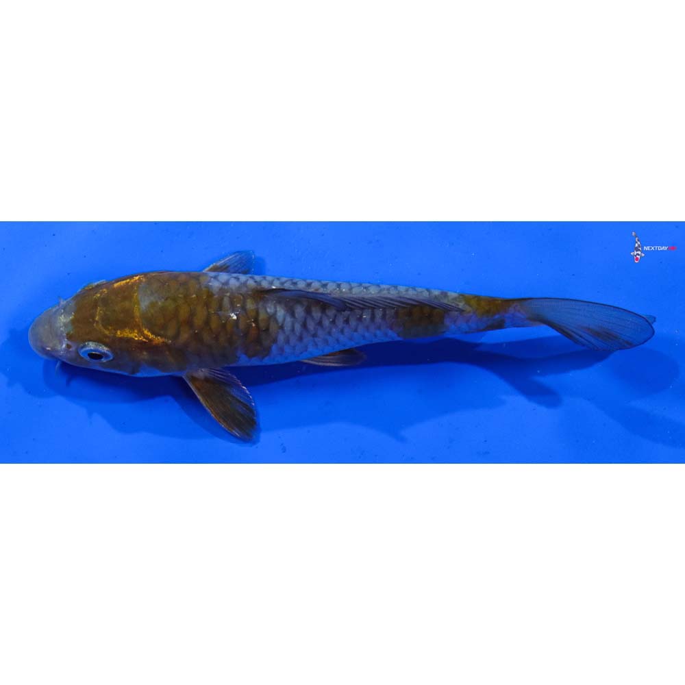 6” Imported Ochiba Shigure